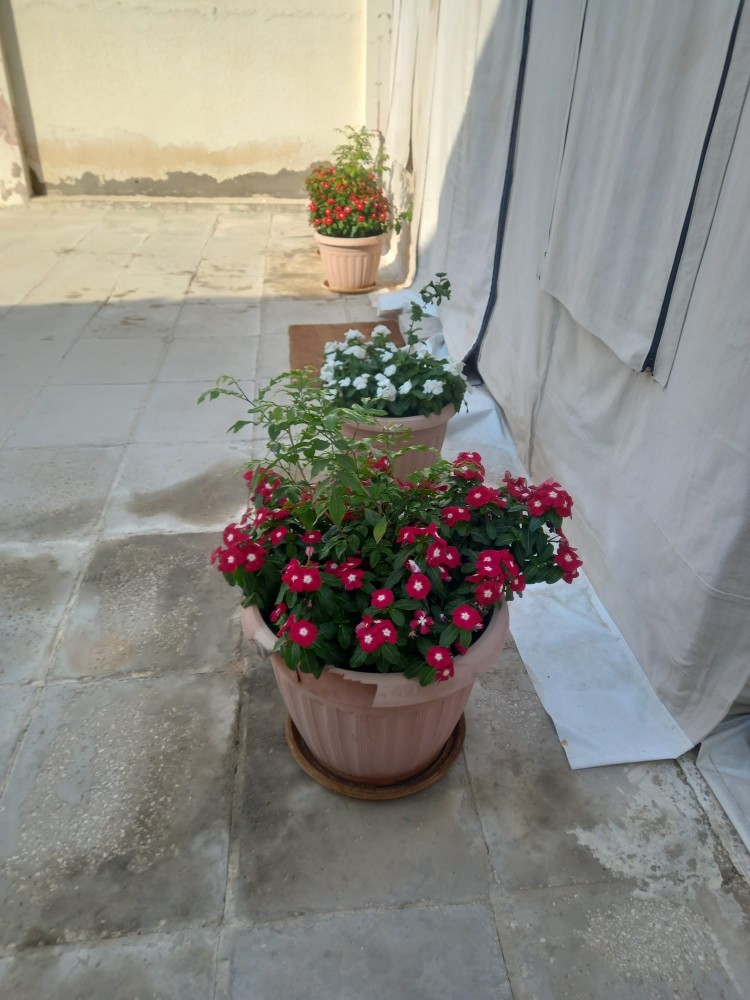 زراعة وتنسيق الحدائق المنزلية - 2