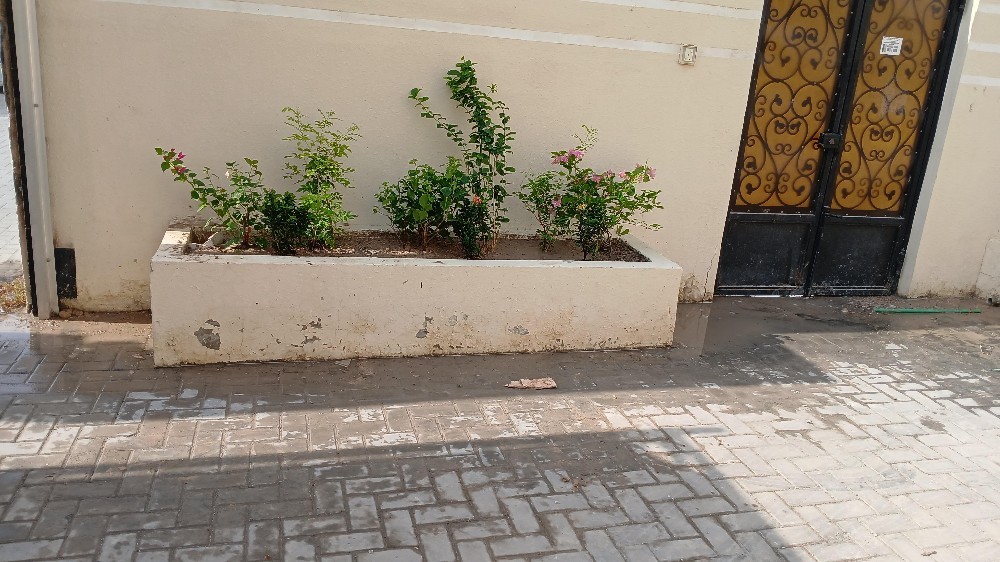 زراعة وتنسيق الحدائق المنزلية - 4