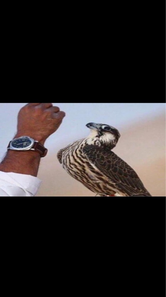 للاجار خيول مطايه صقور بوني - 2