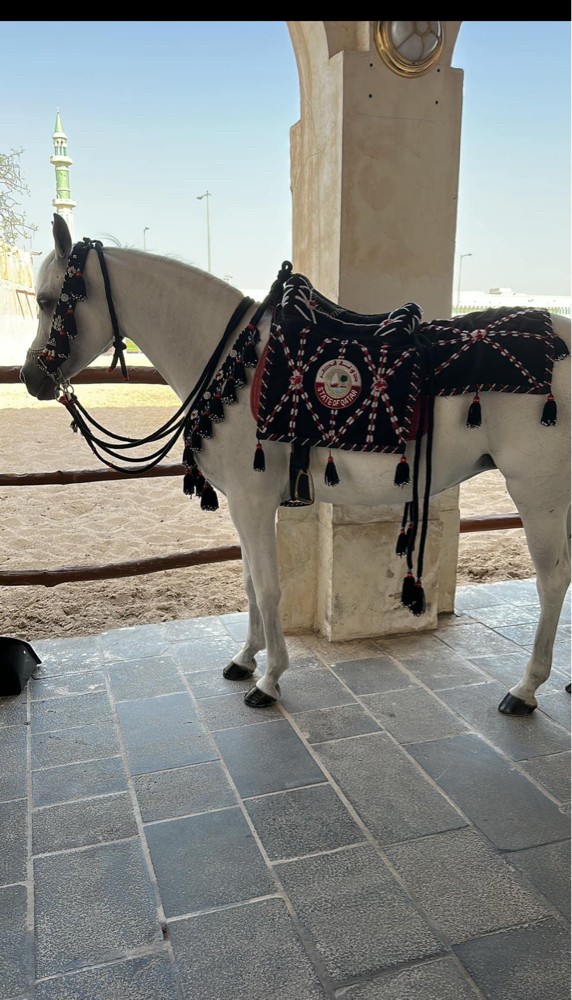للاجار خيول مطايه صقور بوني - 1