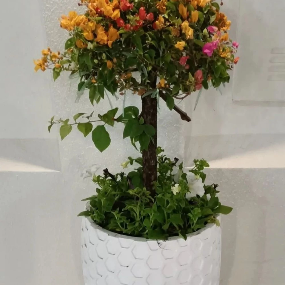 احواض الزراعة - 6