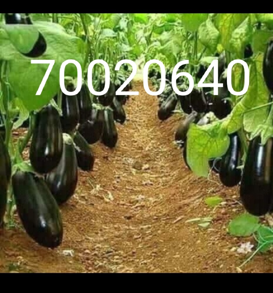 زراعه خضار - 2