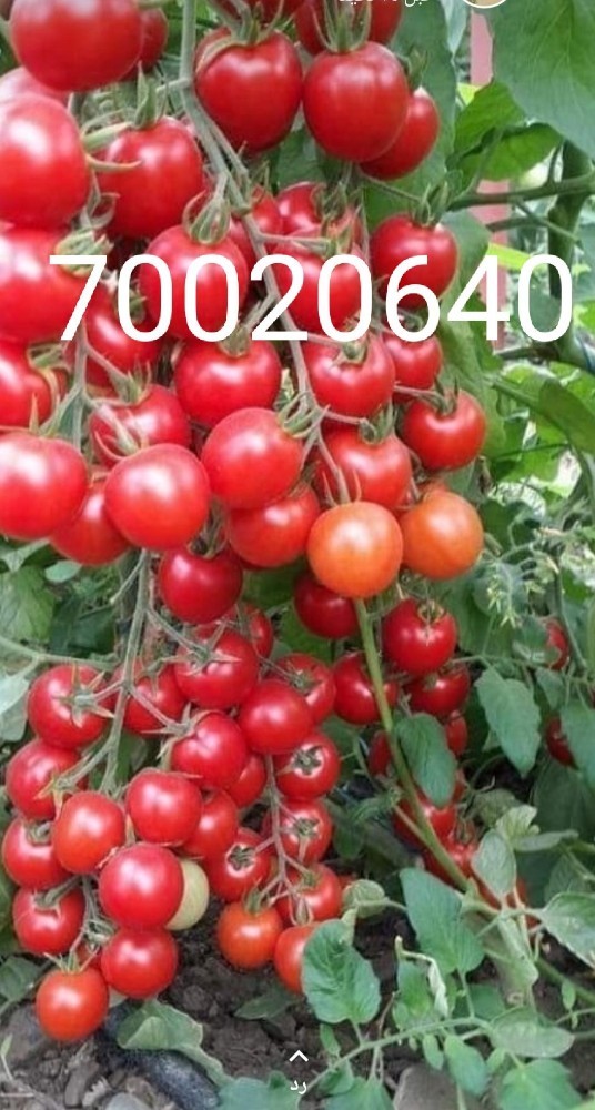 زراعه خضار - 3