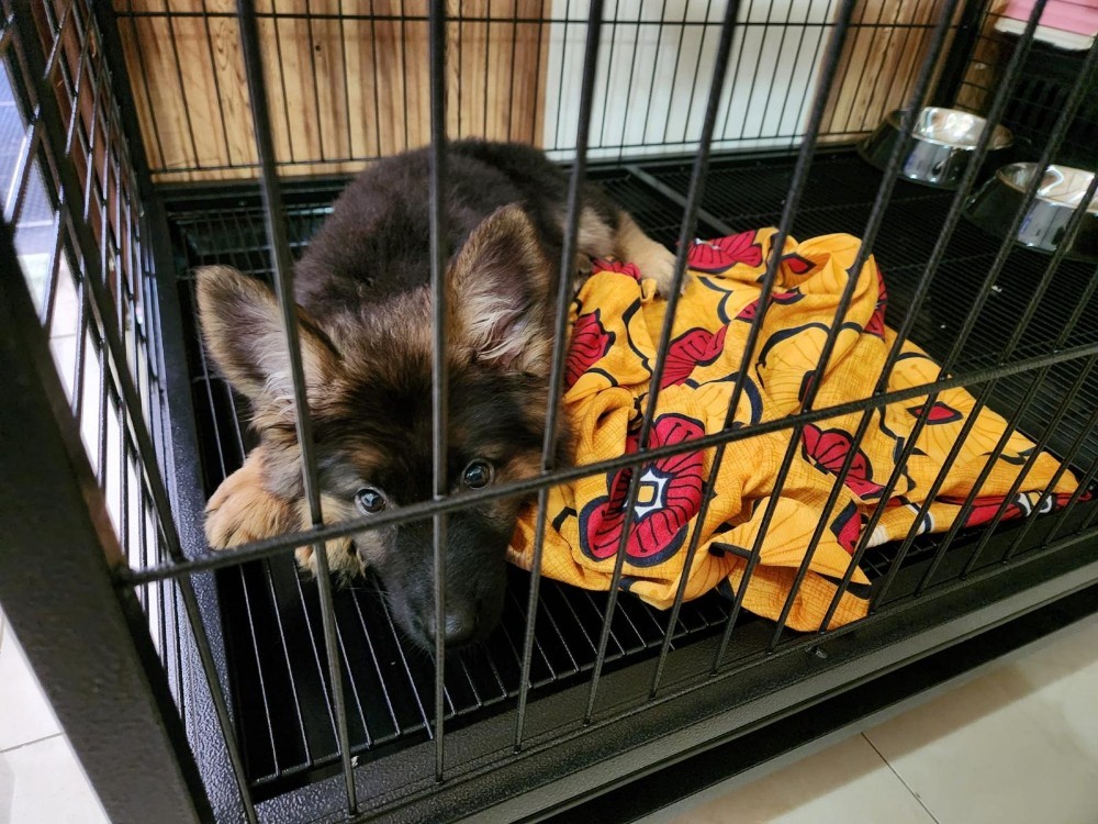 mishka - 4