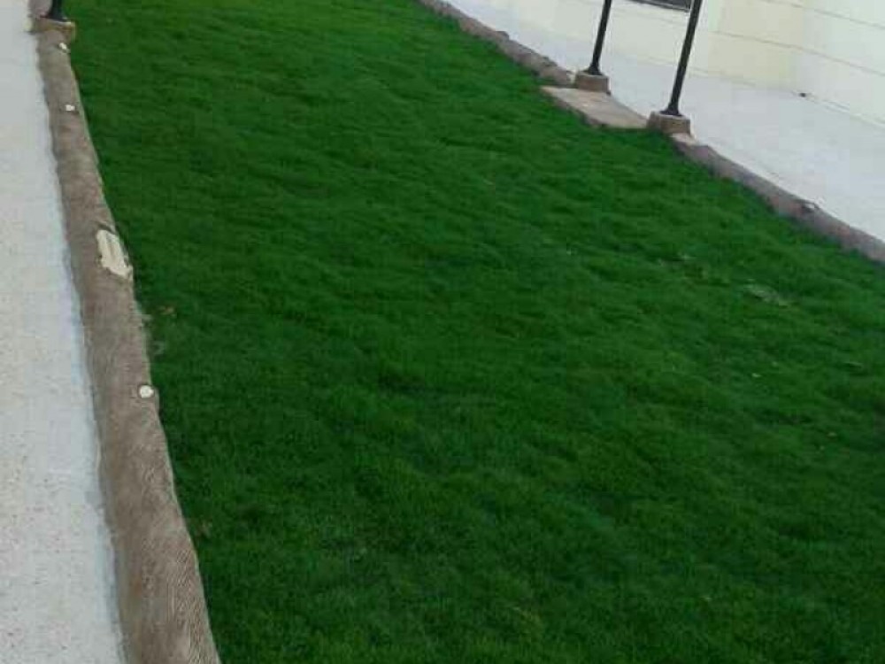 العشب الطبيعي - 2
