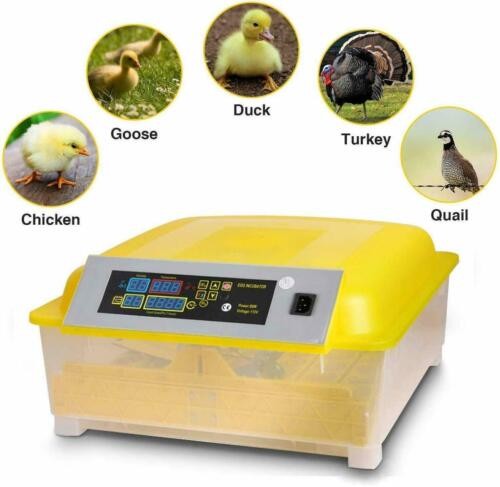 Egg Incubators for Sale - 3