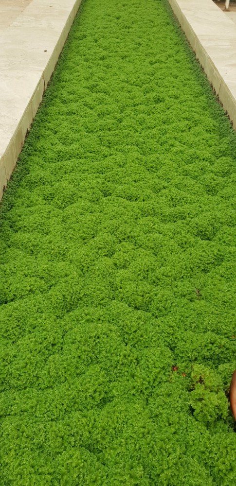 مزارع وعزب - 1