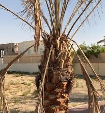 نخل طيب  - 1