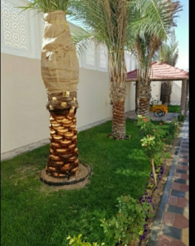 لعمل زراعة النجيل الطبيعي - 2