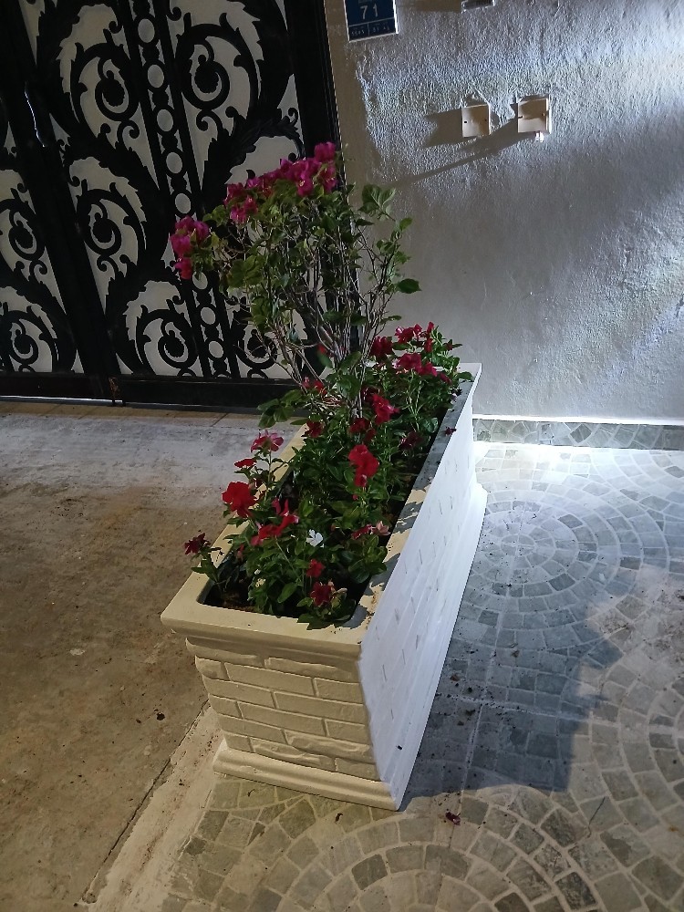 زراعه وديكور وصيانه  شهريه - 6