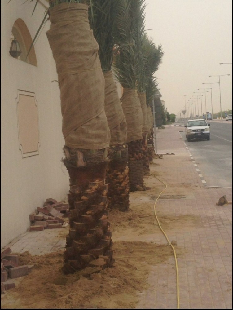 منسق حدائق - 1