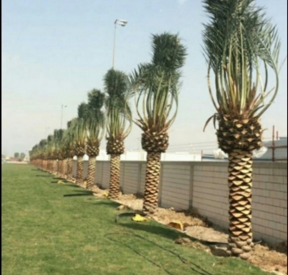 منسق حدائق - 4