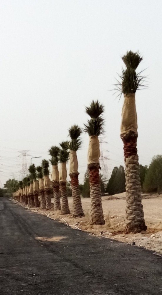 منسق حدائق - 1