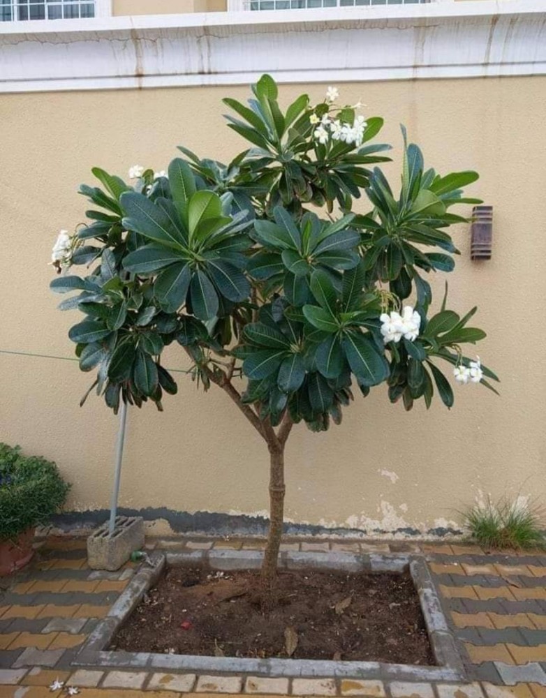 منسق حدائق - 5