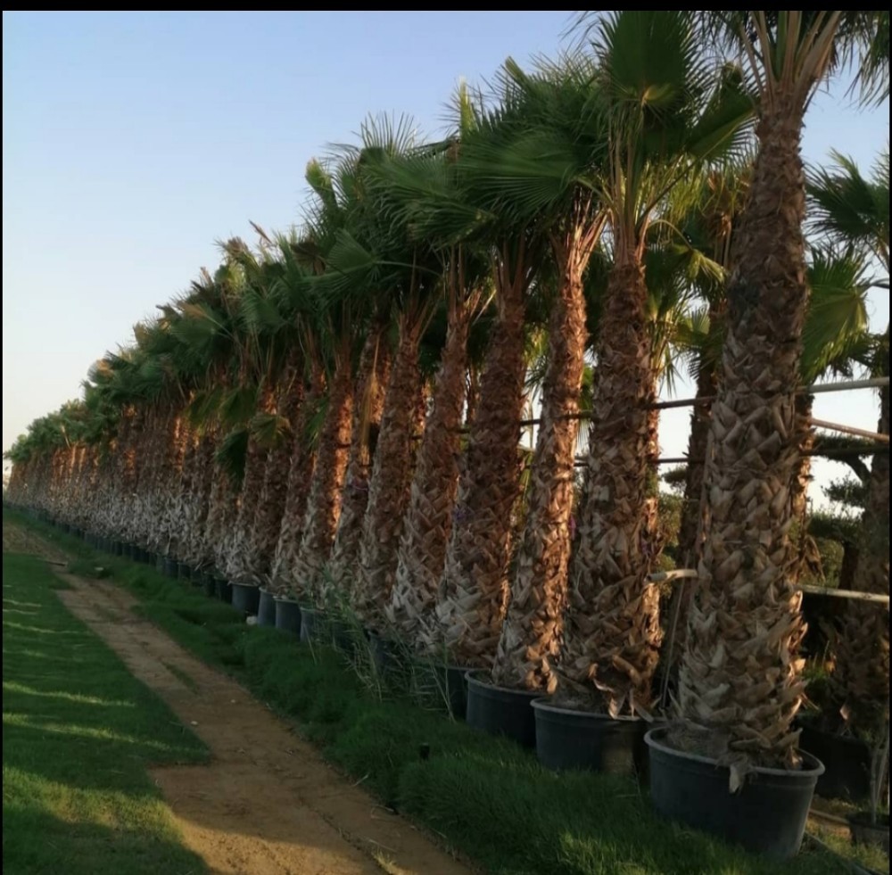 نخيل للبيع - 3