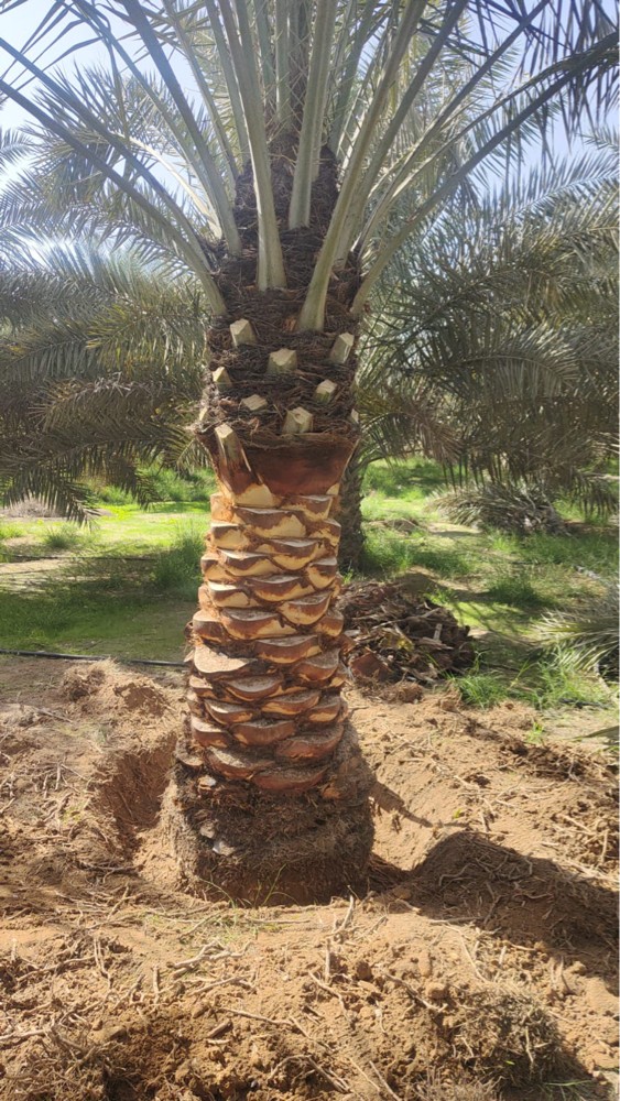 عمل زراعة الحدايق الحشائش - 3