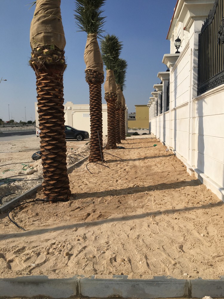 عمل زراعة الحدايق الحشائش - 6