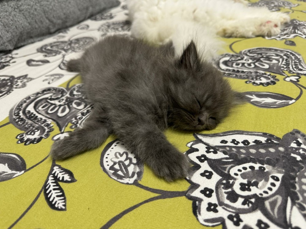 Siberian kitten - 6