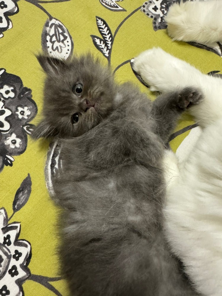 Siberian kitten - 4