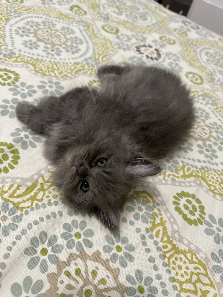 Siberian kitten - 2