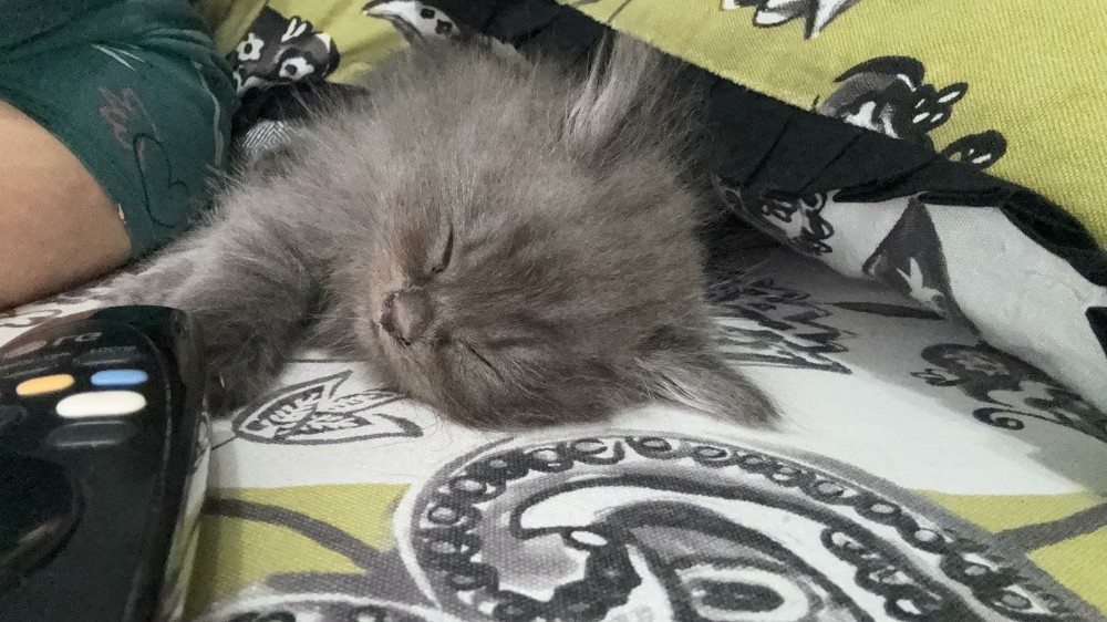 Siberian kitten - 3