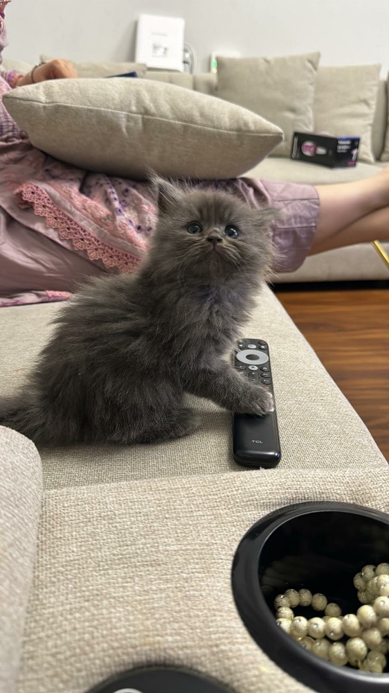 Siberian kitten - 5