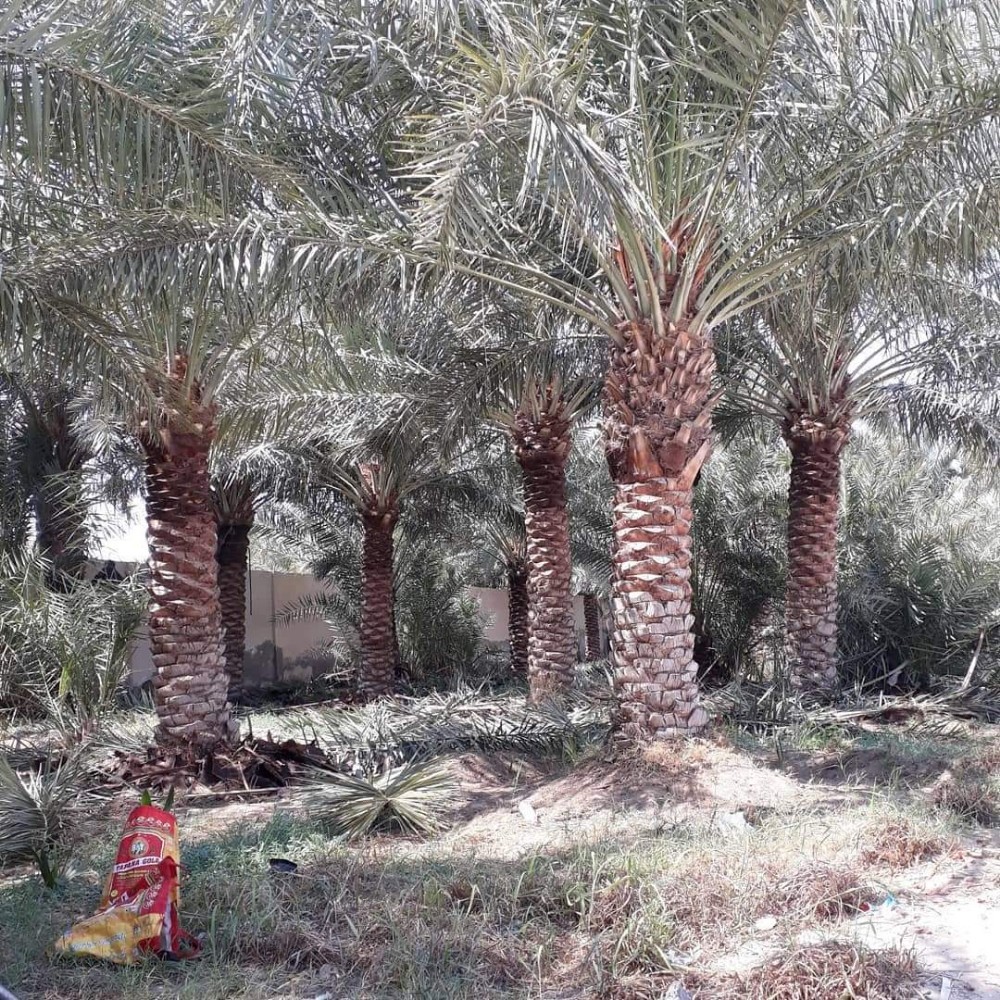 المدينه لزراعه والديكور - 5