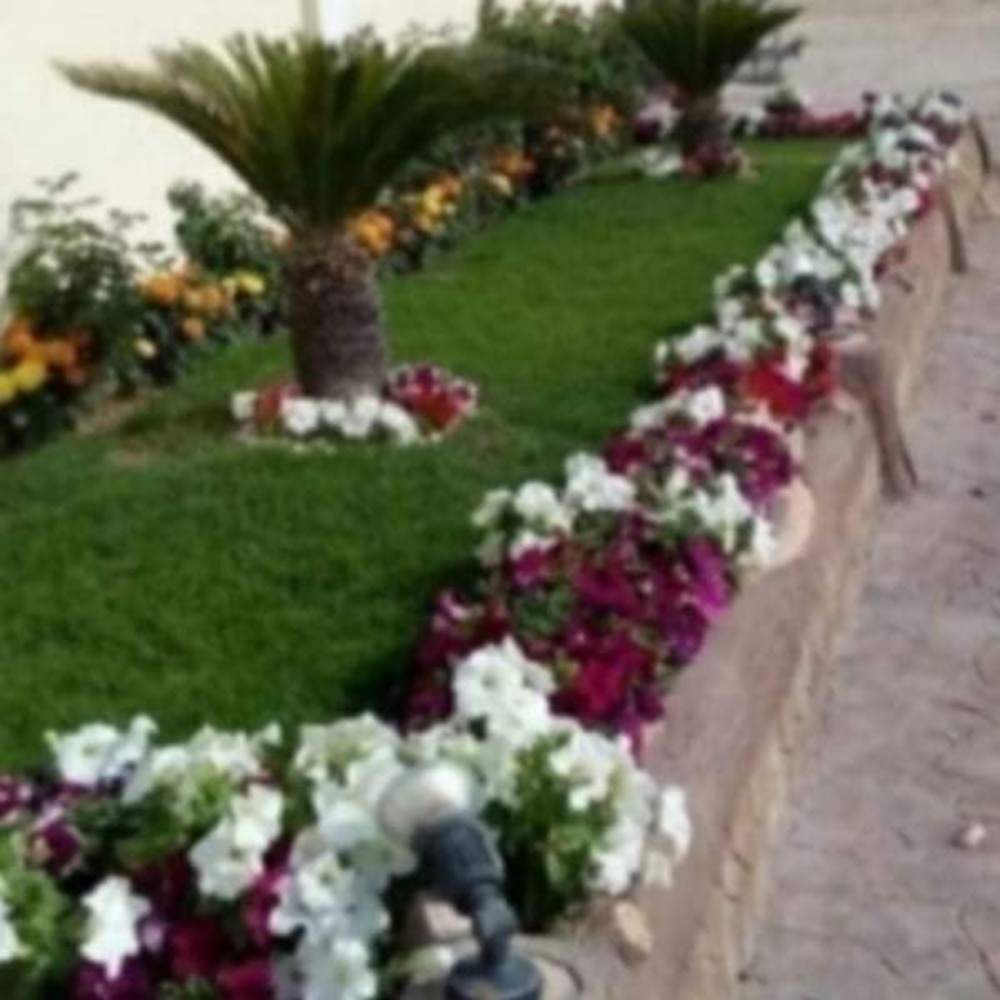 المدينه لزراعه والديكور - 1
