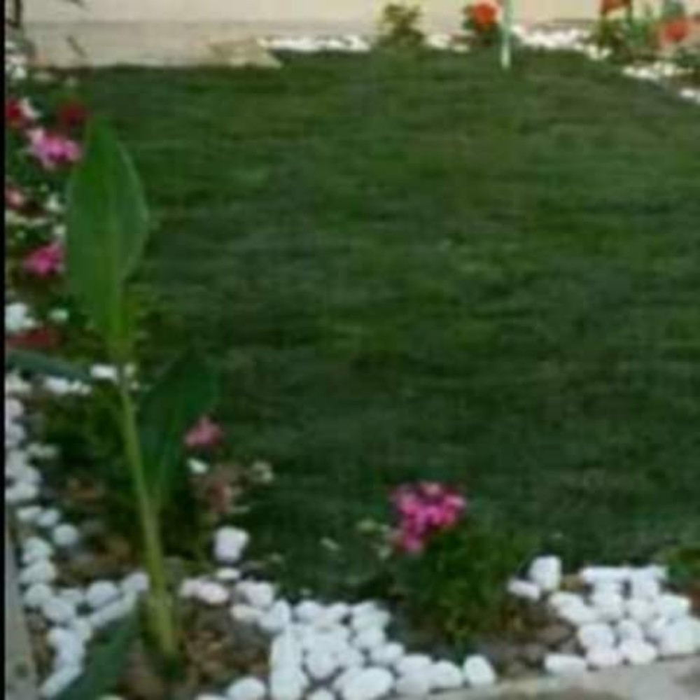 المدينه لزراعه والديكور - 10