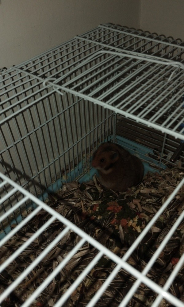 hamster - 1