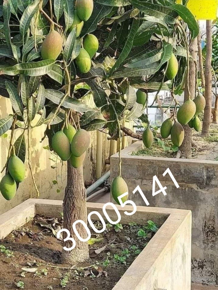 Garden Coordinator - 4