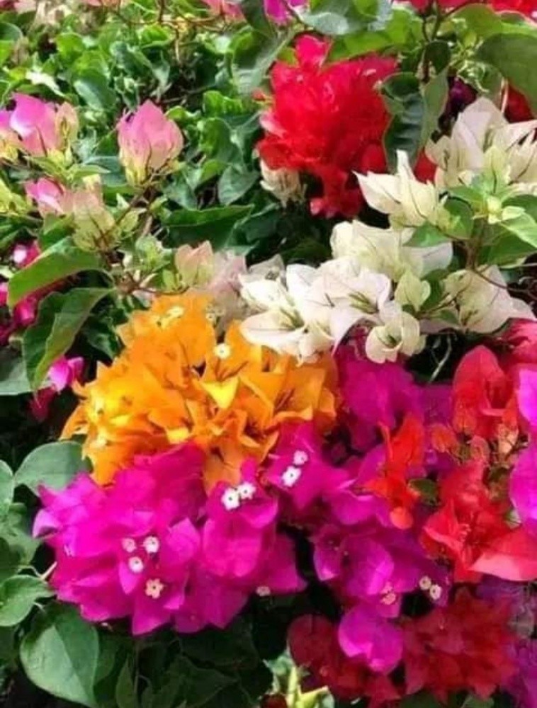 متميزون في تنسيق الحدائق - 6