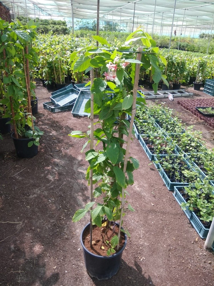 اشجار مثمره وأشجار زينة - 4