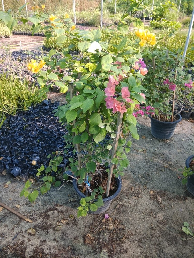 اشجار مثمره وأشجار زينة - 3