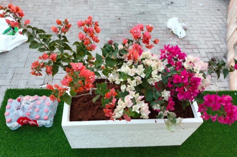 منسق حدائق - 2