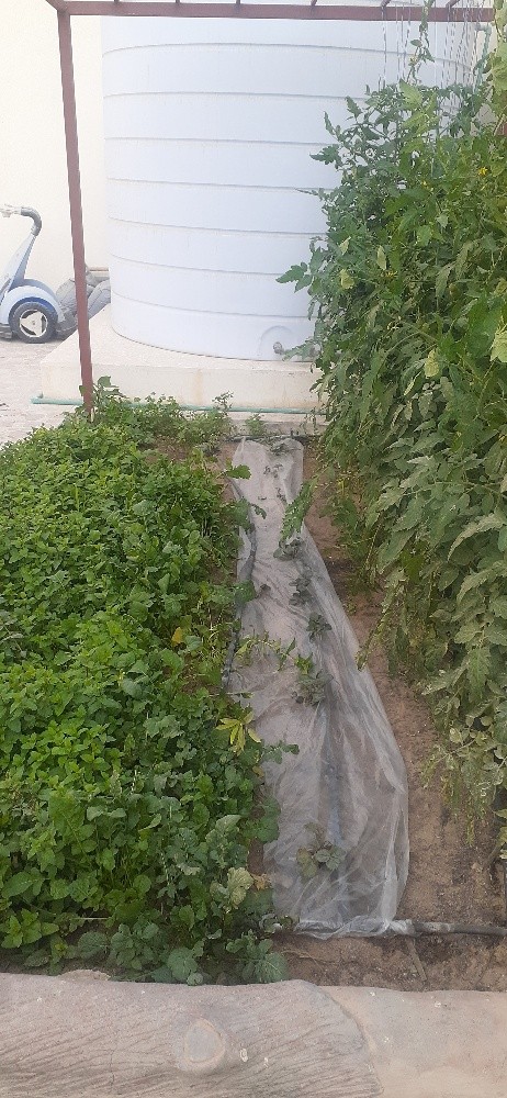 زراعه وذكور - 1