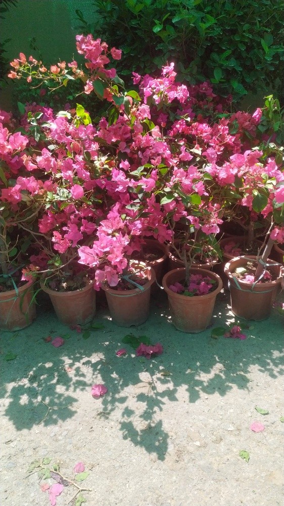 زراعه وديكور - 2