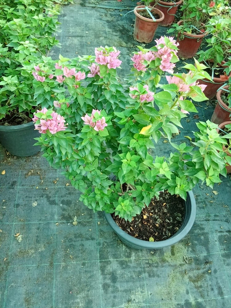 زراعه وديكور - 4