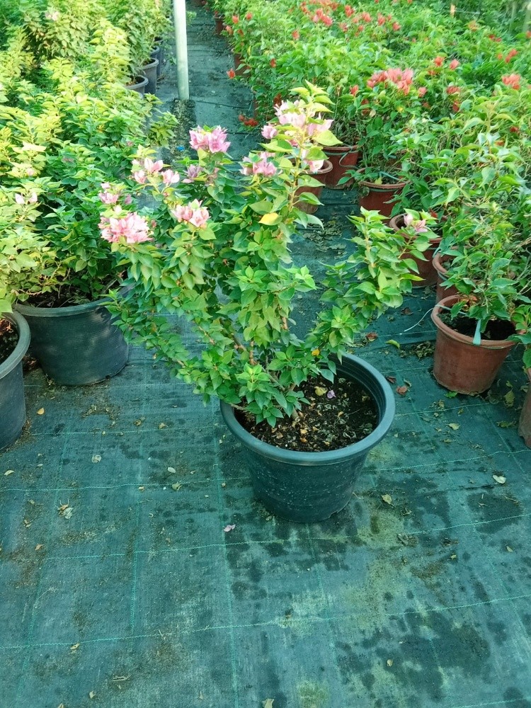 زراعه وديكور - 3