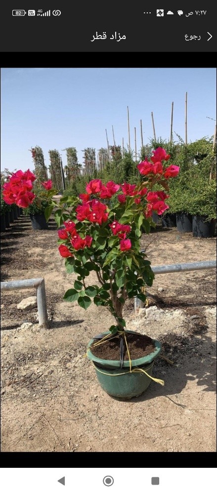 زراعه الورود - 8