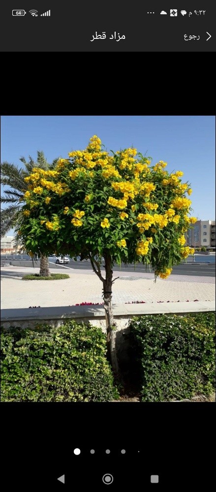 زراعه الورود - 2
