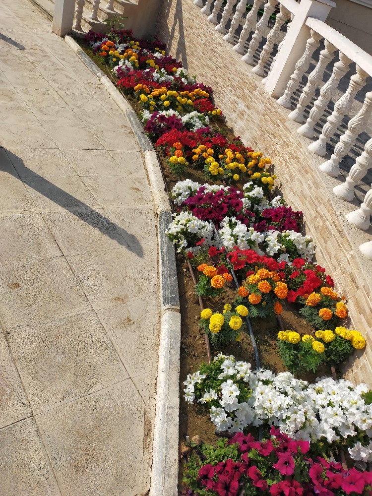 زهور موسميه ومستديمه - 3