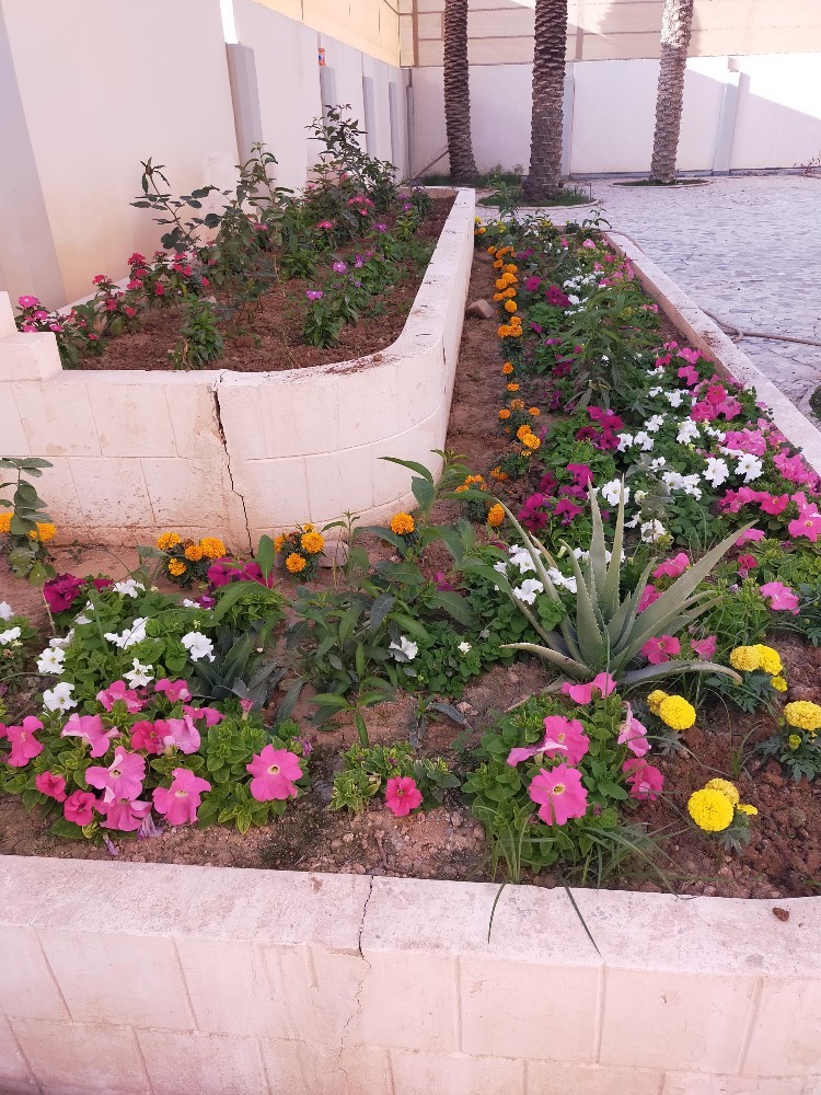 زهور موسميه ومستديمه - 1