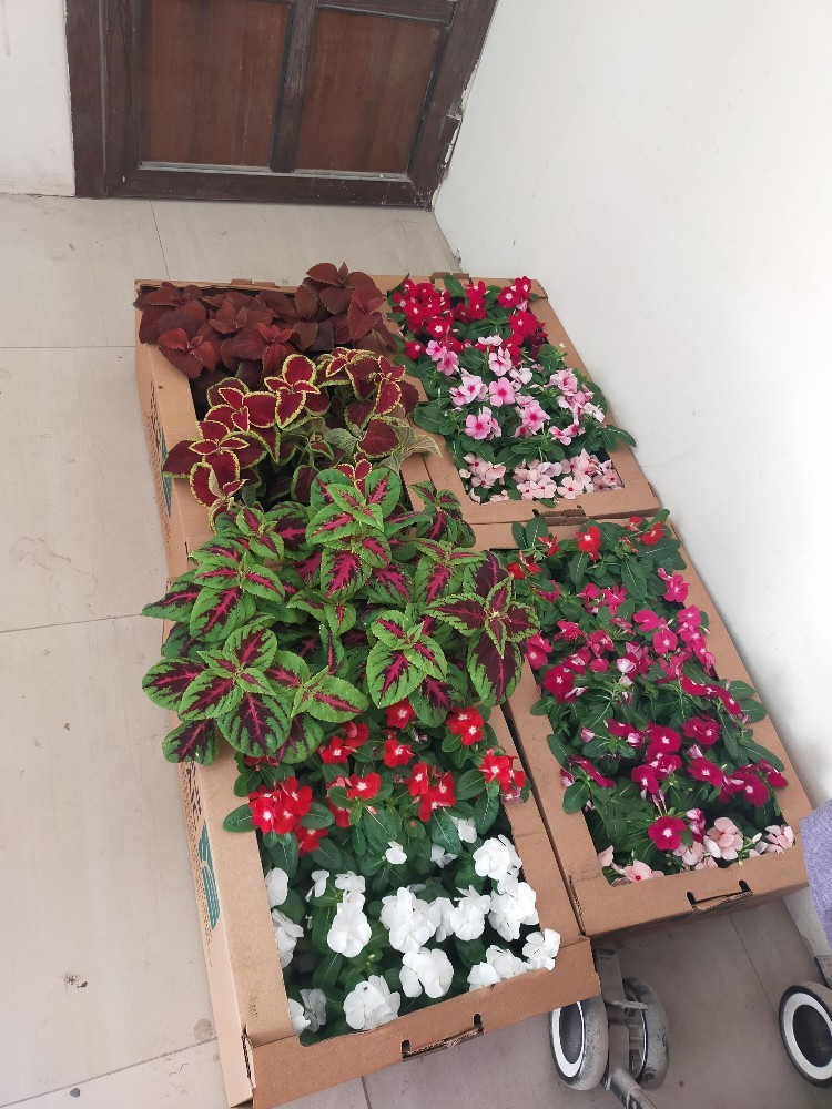 زهور موسميه ومستديمه - 2