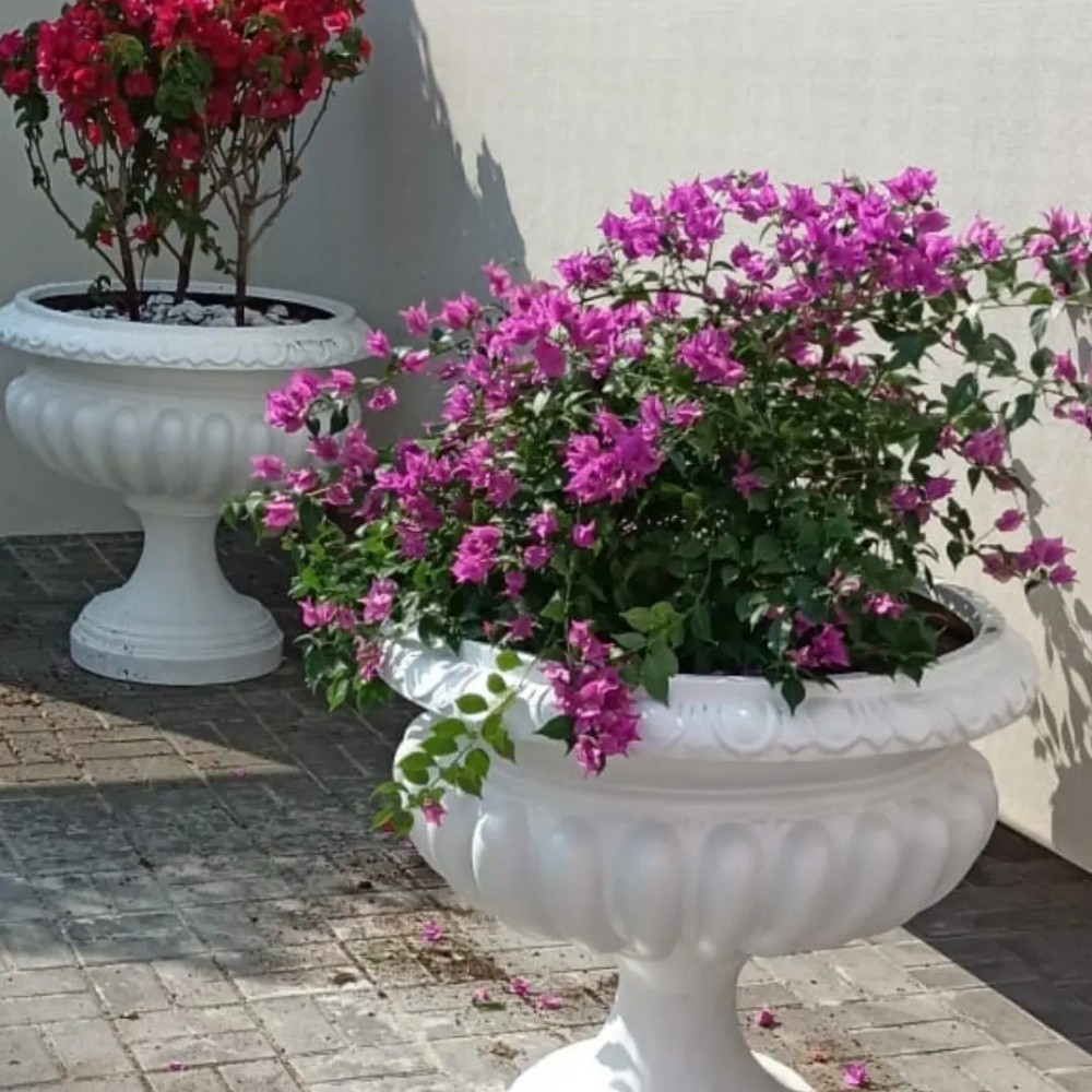 زراعه احواض - 3