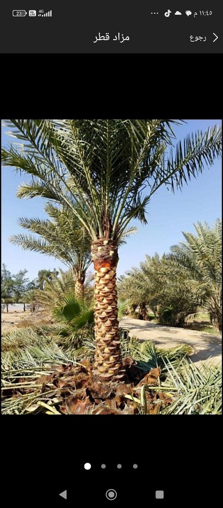تنظيف النخيل - 1