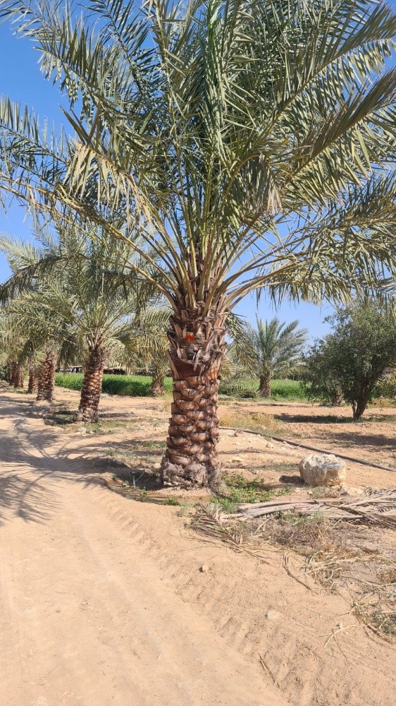 لدينا جميع انواع الأشجار ونخيل - 14