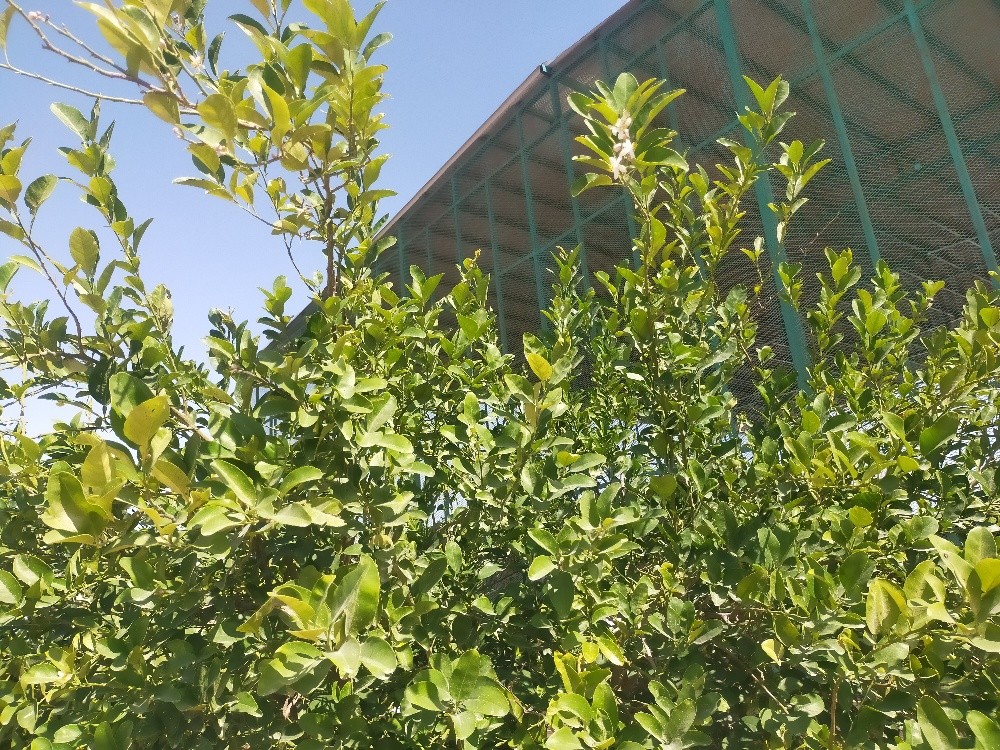 لدينا جميع انواع الأشجار ونخيل - 9