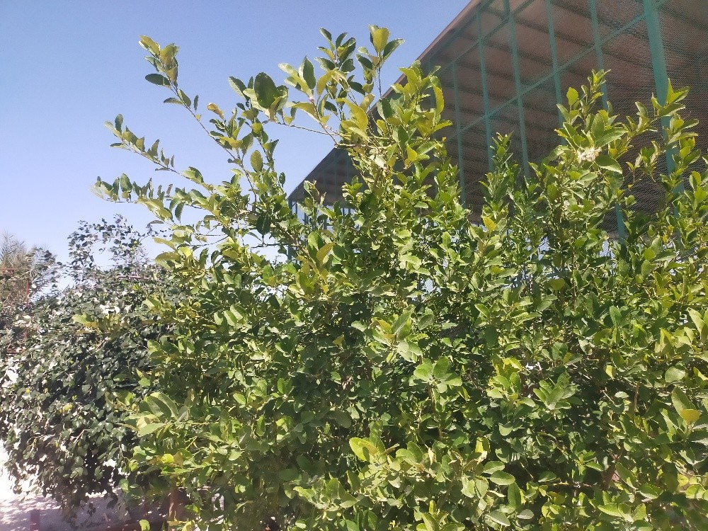 لدينا جميع انواع الأشجار ونخيل - 8