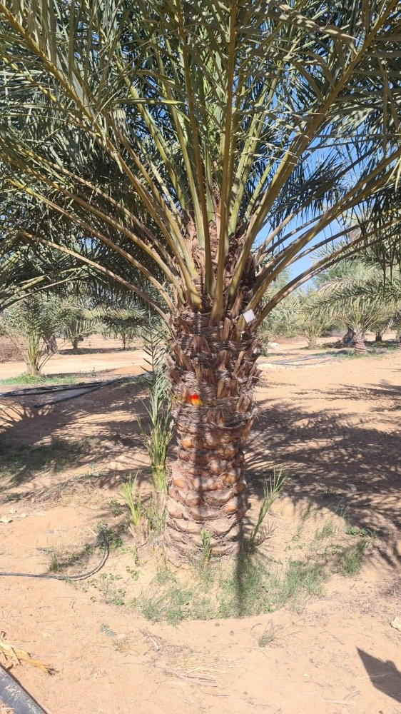 لدينا جميع انواع الأشجار ونخيل - 2